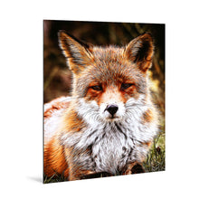 Laden Sie das Bild in den Galerie-Viewer, Fuchs Portrait